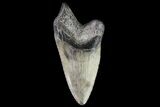 Pathological, Fossil Megalodon Tooth - Georgia #76460-1